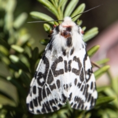 Ardices glatignyi (Black and White Tiger Moth (formerly Spilosoma)) at Cotter River, ACT - 7 Dec 2022 by SWishart