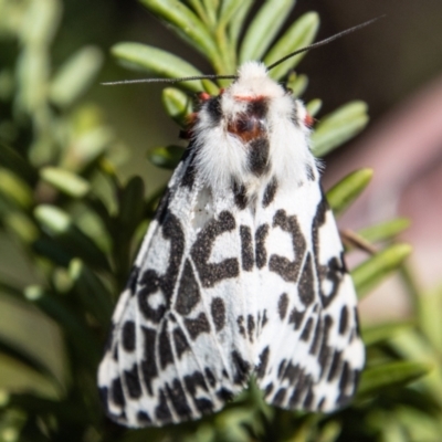 Ardices glatignyi (Black and White Tiger Moth (formerly Spilosoma)) at Cotter River, ACT - 7 Dec 2022 by SWishart