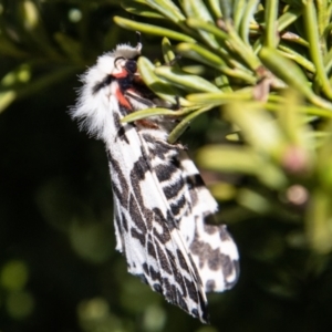 Ardices glatignyi at Cotter River, ACT - 7 Dec 2022