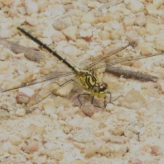 Austrogomphus guerini (Yellow-striped Hunter) at Tidbinbilla Nature Reserve - 6 Dec 2022 by JohnBundock