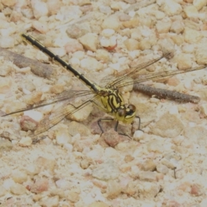 Austrogomphus guerini at Paddys River, ACT - 6 Dec 2022