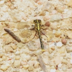 Austrogomphus guerini at Paddys River, ACT - 6 Dec 2022 11:26 AM