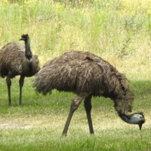 Dromaius novaehollandiae at Paddys River, ACT - 6 Dec 2022