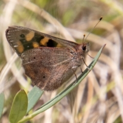 Argynnina cyrila (Forest brown, Cyril's brown) at Cotter River, ACT - 6 Dec 2022 by SWishart