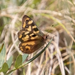 Argynnina cyrila at Cotter River, ACT - 7 Dec 2022