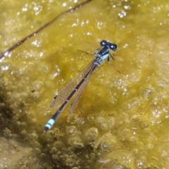 Ischnura heterosticta (Common Bluetail Damselfly) at Gordon, ACT - 7 Dec 2022 by RodDeb