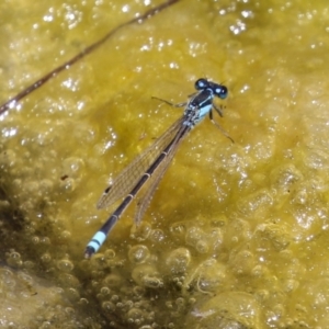 Ischnura heterosticta at Gordon, ACT - 7 Dec 2022