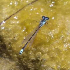 Ischnura heterosticta at Gordon, ACT - 7 Dec 2022