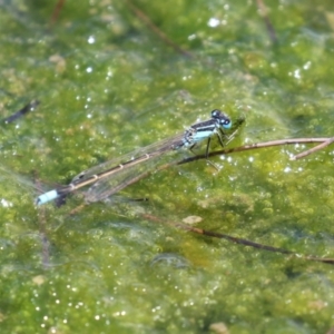 Ischnura heterosticta at Gordon, ACT - 7 Dec 2022