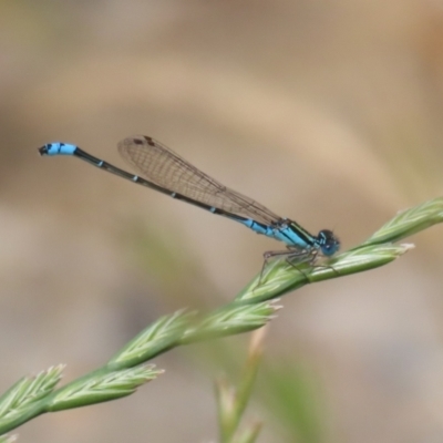 Austroagrion watsoni (Eastern Billabongfly) at Gordon, ACT - 7 Dec 2022 by RodDeb