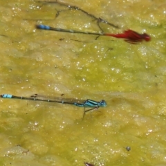 Austroagrion watsoni at Gordon, ACT - 7 Dec 2022