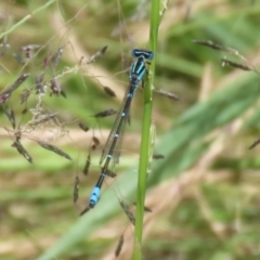 Austroagrion watsoni at Gordon, ACT - 7 Dec 2022 12:18 PM