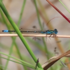 Austroagrion watsoni at Gordon, ACT - 7 Dec 2022