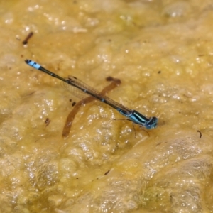 Austroagrion watsoni at Gordon, ACT - 7 Dec 2022