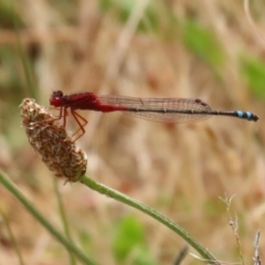 Xanthagrion erythroneurum (Red & Blue Damsel) at Gordon, ACT - 7 Dec 2022 by RodDeb