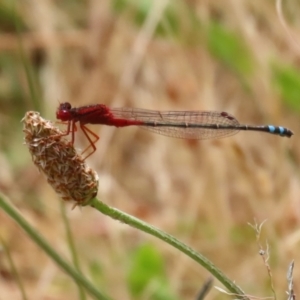 Xanthagrion erythroneurum at Gordon, ACT - 7 Dec 2022