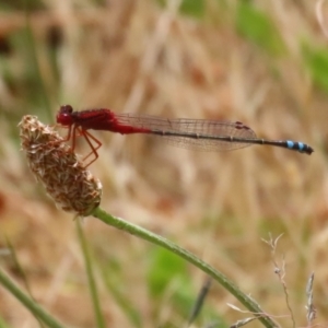 Xanthagrion erythroneurum at Gordon, ACT - 7 Dec 2022 12:17 PM