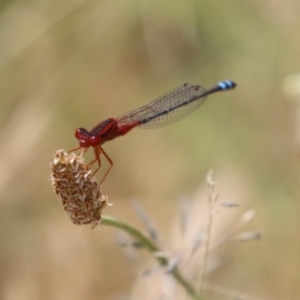 Xanthagrion erythroneurum at Gordon, ACT - 7 Dec 2022 12:17 PM