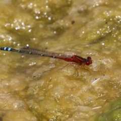 Xanthagrion erythroneurum at Gordon, ACT - 7 Dec 2022 12:17 PM