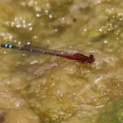 Xanthagrion erythroneurum at Gordon, ACT - 7 Dec 2022 12:17 PM