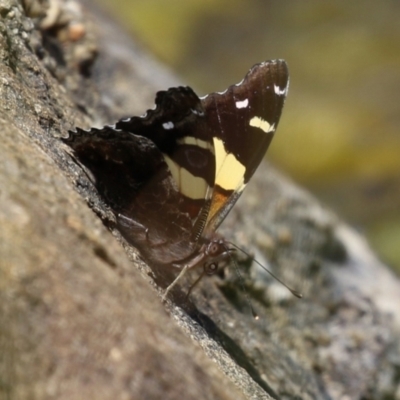 Vanessa itea (Yellow Admiral) at Gordon Pond - 7 Dec 2022 by RodDeb