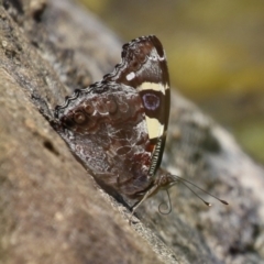 Vanessa itea at Gordon, ACT - 7 Dec 2022