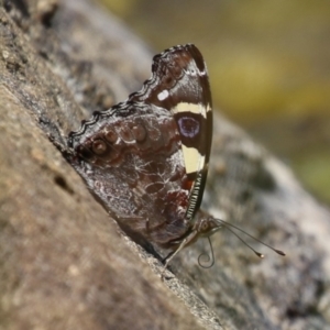 Vanessa itea at Gordon, ACT - 7 Dec 2022 11:57 AM