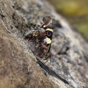 Vanessa itea at Gordon, ACT - 7 Dec 2022 11:57 AM