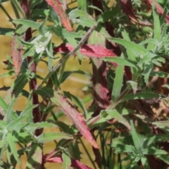 Epilobium hirtigerum (Hairy Willowherb) at Gordon Pond - 7 Dec 2022 by RodDeb