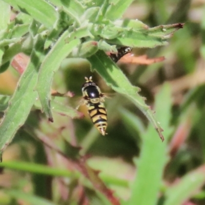 Simosyrphus grandicornis (Common hover fly) at Gordon, ACT - 7 Dec 2022 by RodDeb