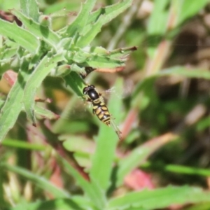 Simosyrphus grandicornis at Gordon, ACT - 7 Dec 2022