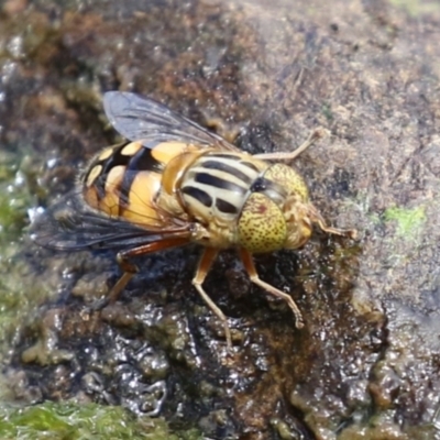 Eristalinus punctulatus (Golden Native Drone Fly) at Gordon Pond - 7 Dec 2022 by RodDeb