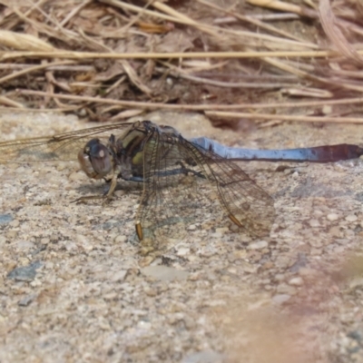 Orthetrum caledonicum (Blue Skimmer) at Gordon, ACT - 7 Dec 2022 by RodDeb