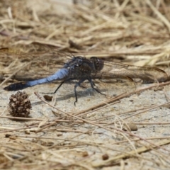 Orthetrum caledonicum at Gordon, ACT - 7 Dec 2022 12:10 PM