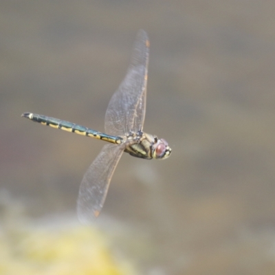 Hemicordulia tau (Tau Emerald) at Gordon Pond - 7 Dec 2022 by RodDeb