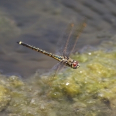 Hemicordulia tau at Gordon, ACT - 7 Dec 2022