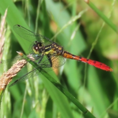 Nannophya dalei (Eastern Pygmyfly) at Gordon Pond - 7 Dec 2022 by RodDeb