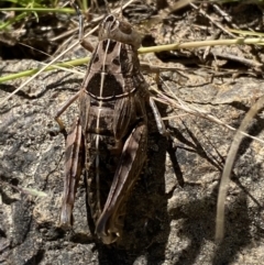 Perunga ochracea (Perunga grasshopper, Cross-dressing Grasshopper) at Molonglo River Reserve - 8 Dec 2022 by SteveBorkowskis