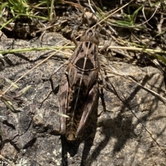 Perunga ochracea at Strathnairn, ACT - 8 Dec 2022 11:04 AM
