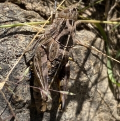 Perunga ochracea at Strathnairn, ACT - 8 Dec 2022 11:04 AM