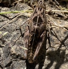 Perunga ochracea at Strathnairn, ACT - 8 Dec 2022 11:04 AM
