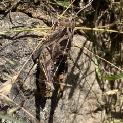 Perunga ochracea at Strathnairn, ACT - 8 Dec 2022 11:04 AM