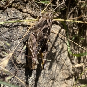 Perunga ochracea at Strathnairn, ACT - 8 Dec 2022 11:04 AM