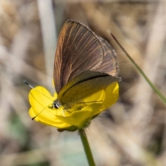 Candalides heathi (Rayed Blue) at Cotter River, ACT - 7 Dec 2022 by SWishart