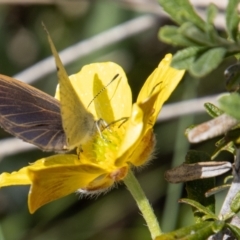 Candalides heathi at Cotter River, ACT - 7 Dec 2022