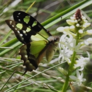 Graphium macleayanum at Cotter River, ACT - 7 Dec 2022