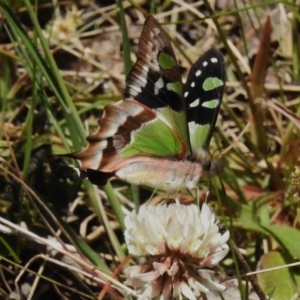 Graphium macleayanum at Cotter River, ACT - 7 Dec 2022 11:40 AM