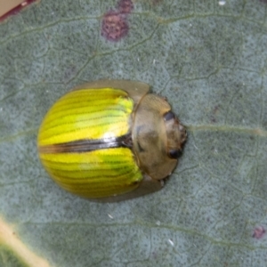 Paropsisterna hectica at Cotter River, ACT - 7 Dec 2022 01:51 PM