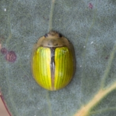 Paropsisterna hectica at Cotter River, ACT - 7 Dec 2022 01:51 PM