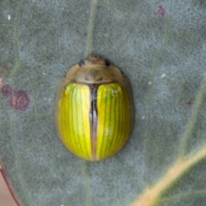 Paropsisterna hectica at Cotter River, ACT - 7 Dec 2022 01:51 PM